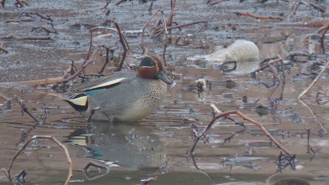 Green-winged Teal (Eurasian) - ML307916081