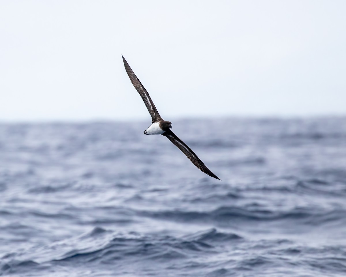 Tahiti Petrel - Cheryl and Graham Ponter