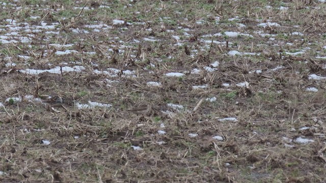 Lapland Longspur - ML307916511