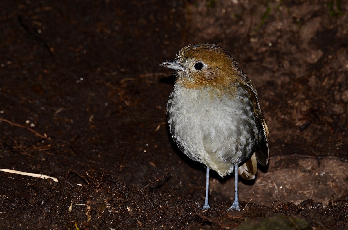 Urrao Antpitta - David M. Bell