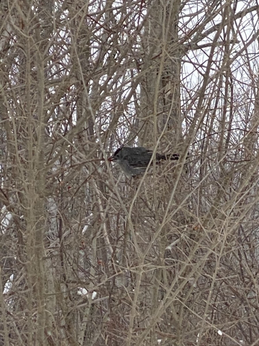 Gray Catbird - ML307919411