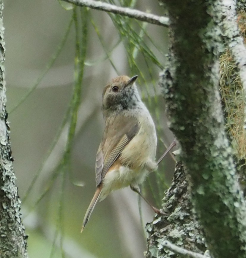 Brown Thornbill - ML307920361