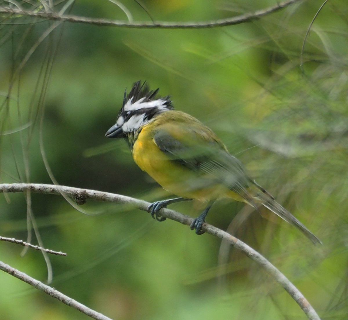 Eastern Shrike-tit - ML307921001