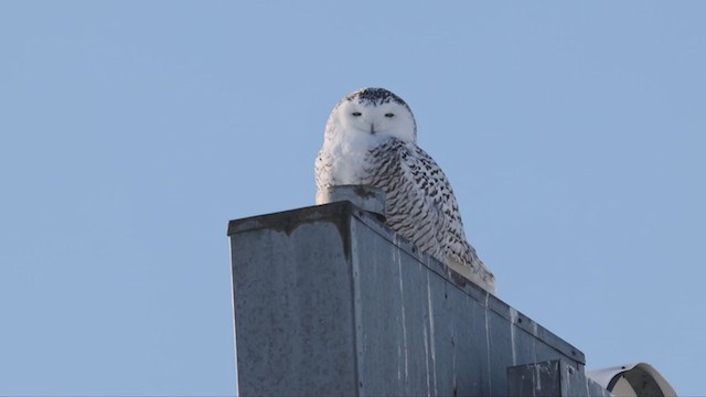 Snowy Owl - ML307921191