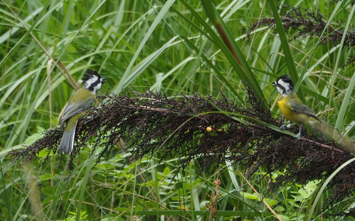 Eastern Shrike-tit - Jenny Donald