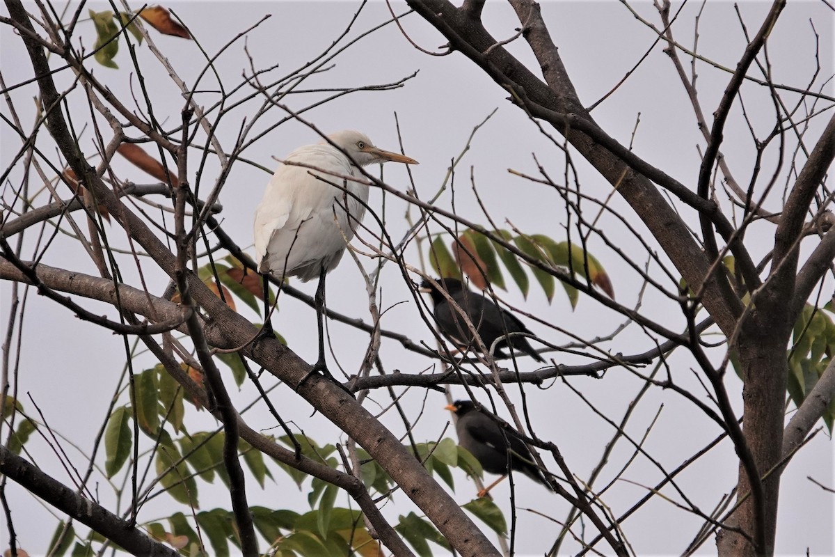 Eastern Cattle Egret - ML307921361