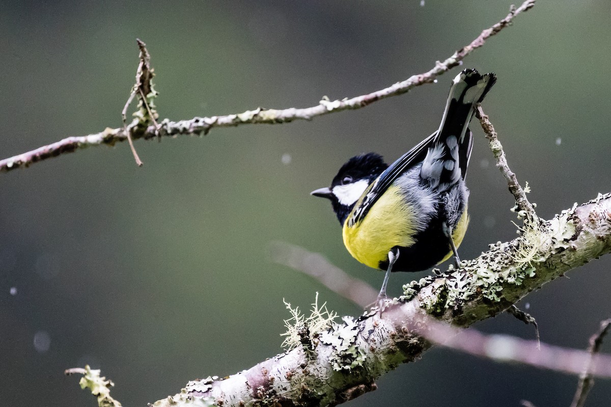 Green-backed Tit - ML307921461