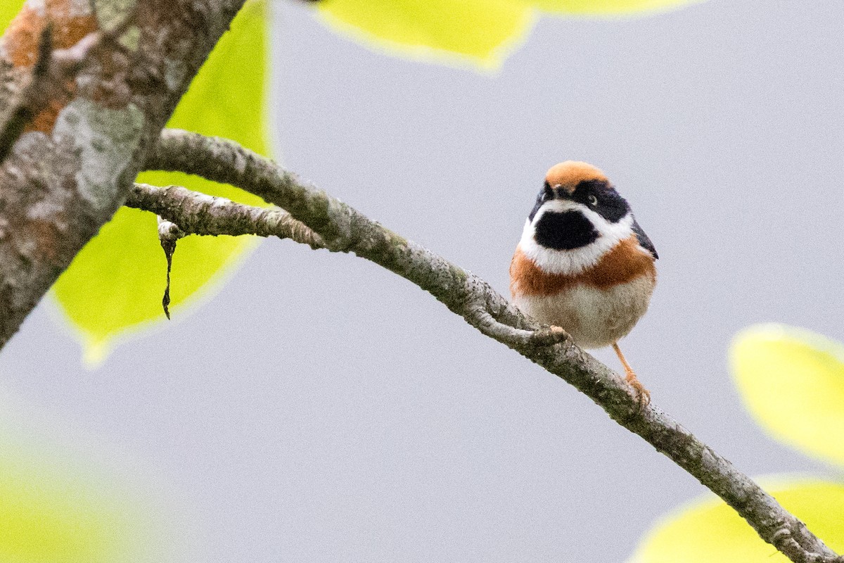 Black-throated Tit - ML307921591