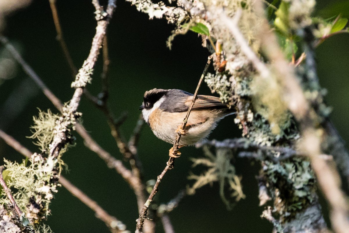 Black-throated Tit - ML307921601