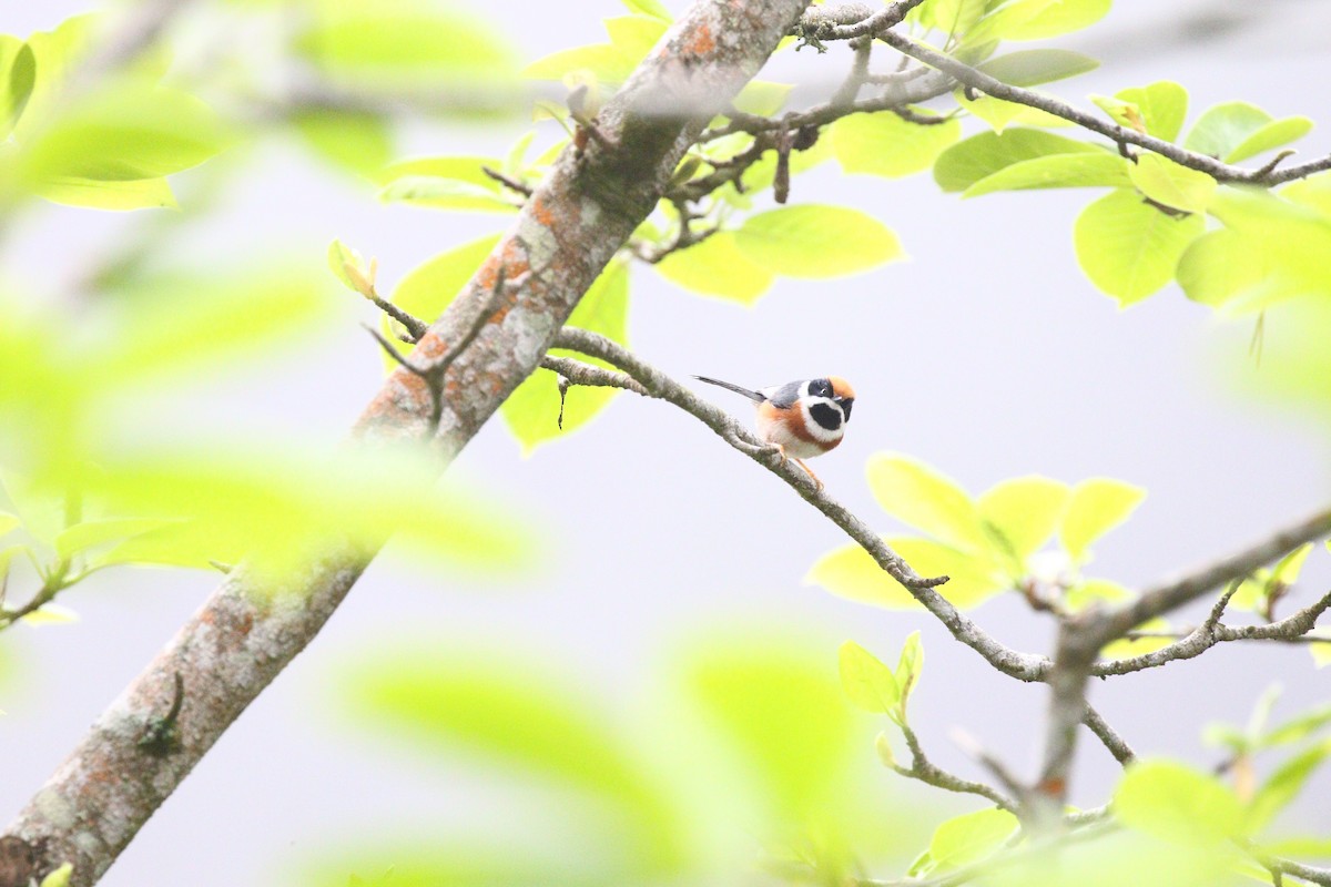 Black-throated Tit - ML307921621