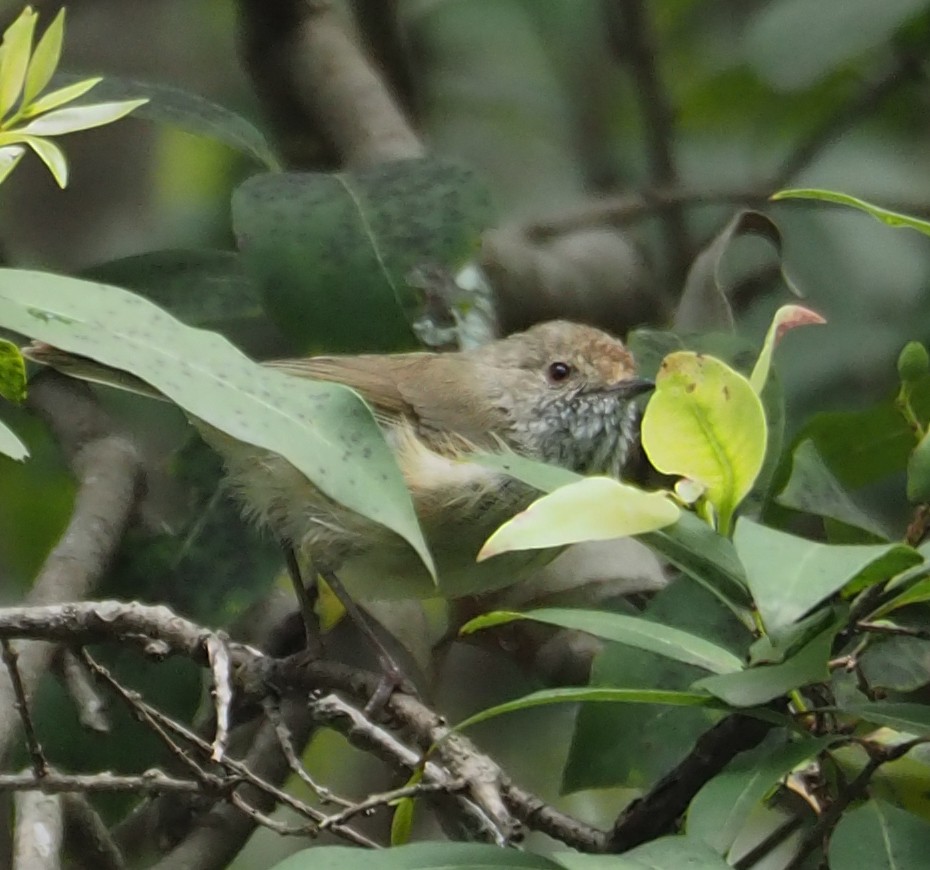 Brown Thornbill - ML307921691
