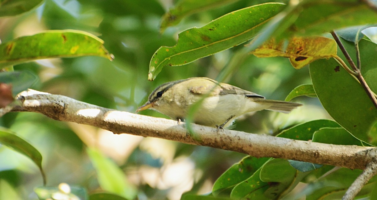 Western Crowned Warbler - Shishir Shendokar