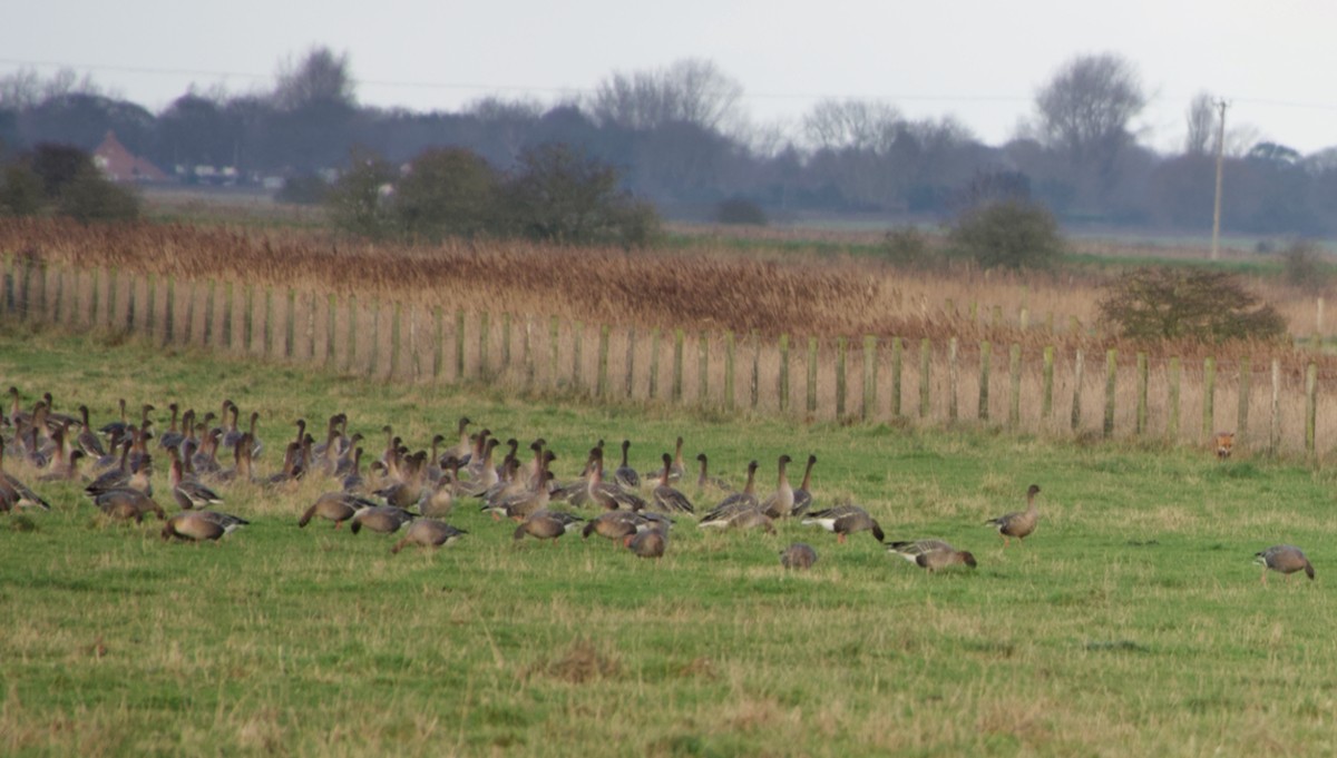 Pink-footed Goose - ML307923181