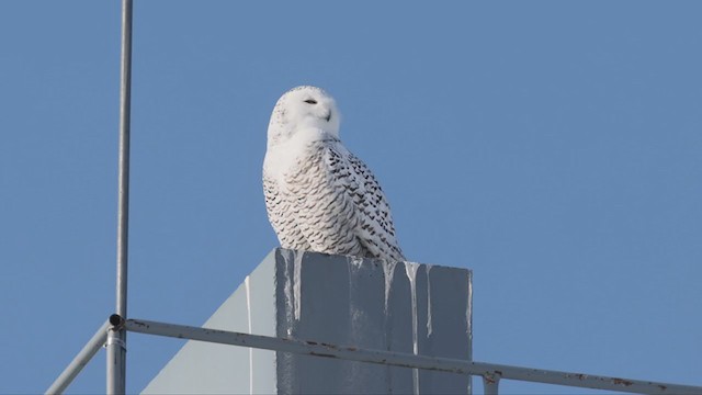 Snowy Owl - ML307923561