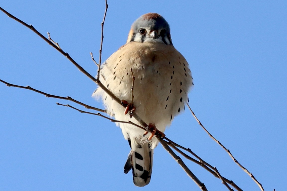 American Kestrel - ML307924581