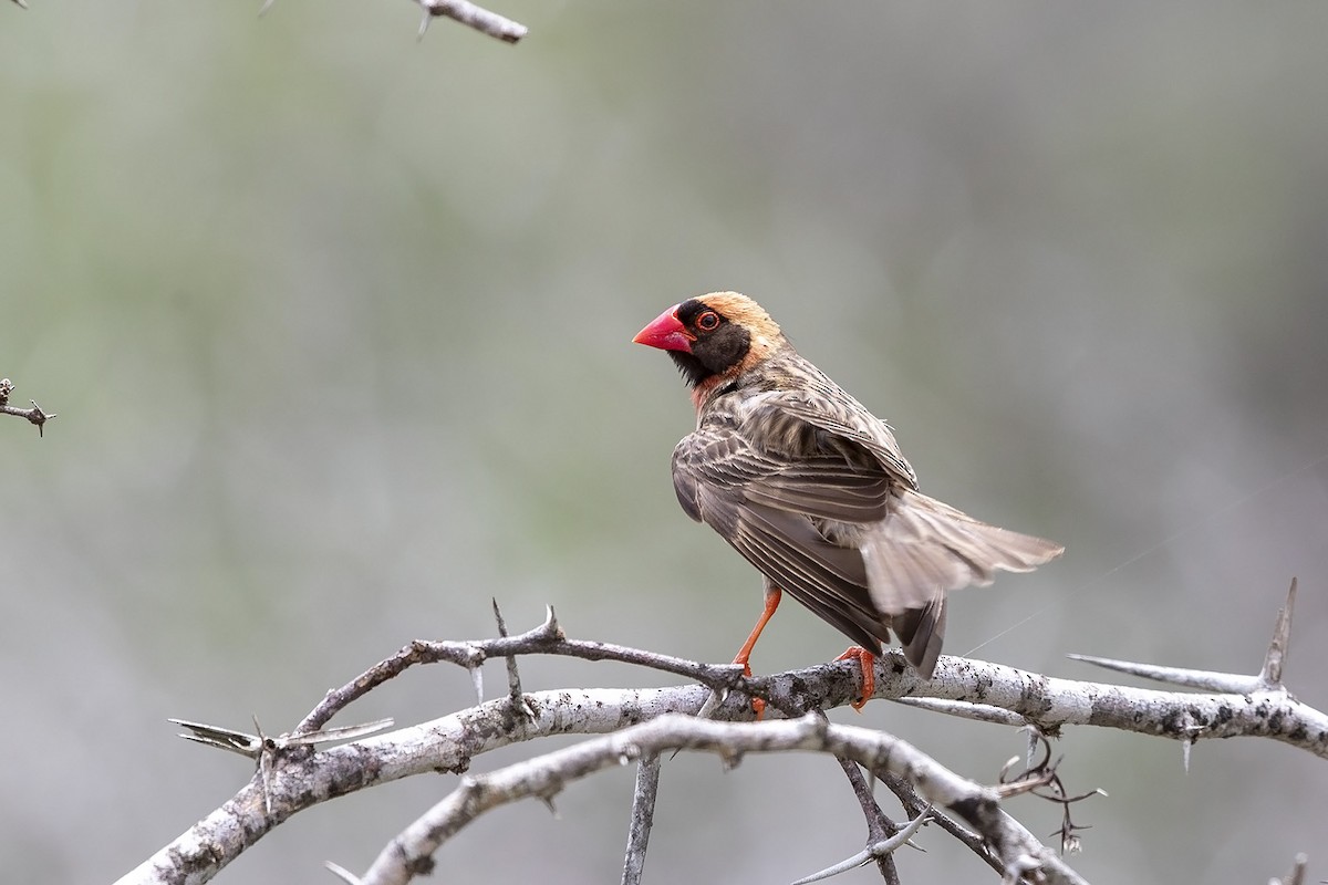 Red-billed Quelea - ML307925041