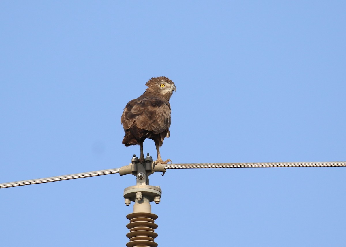 Brown Snake-Eagle - ML307925181