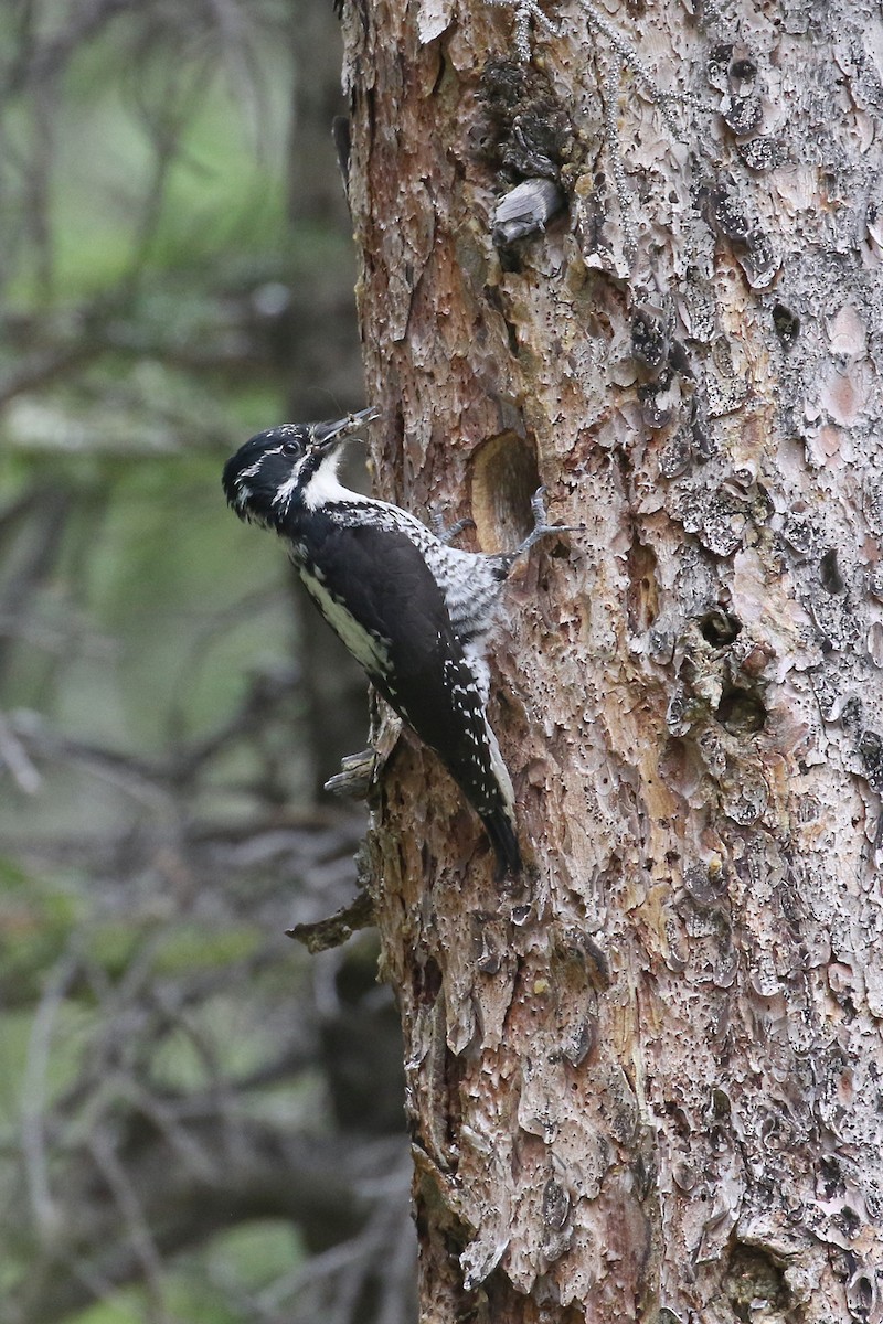 American Three-toed Woodpecker - ROGER GRIMSHAW