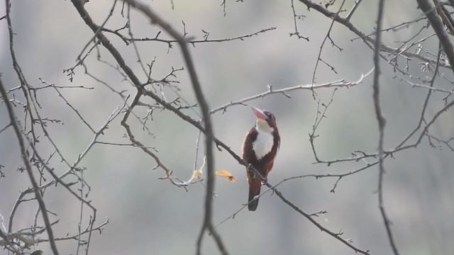 White-throated Kingfisher - ML307927281