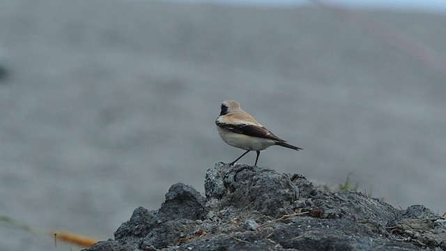 Desert Wheatear - ML307927471