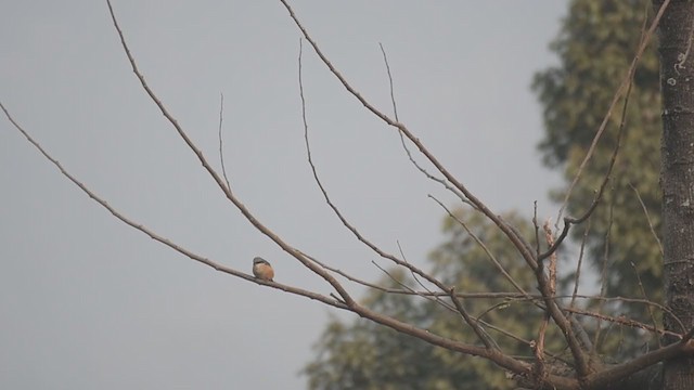 Gray-backed Shrike - ML307927511