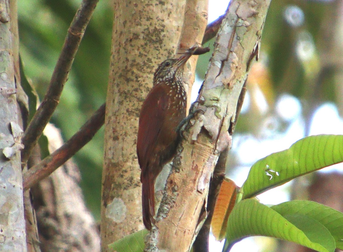 Straight-billed Woodcreeper - Wayne Paes