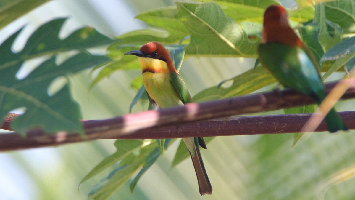 Chestnut-headed Bee-eater - ML307929741