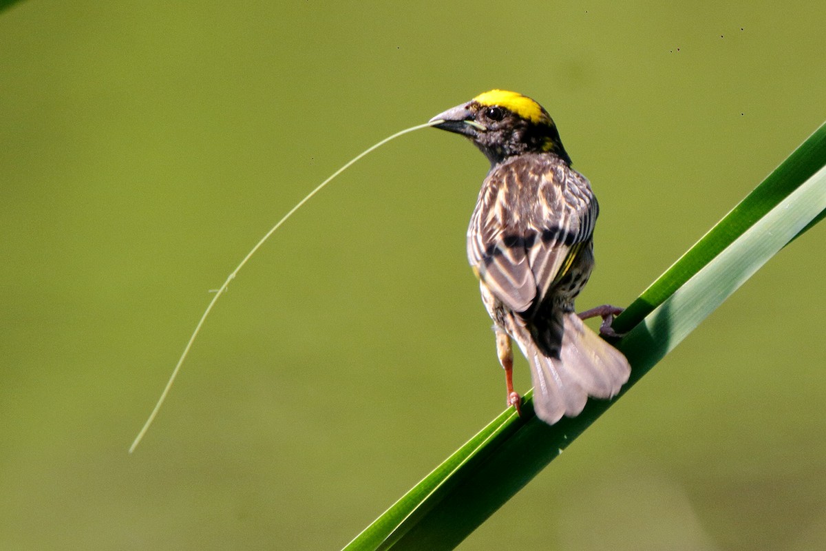 Streaked Weaver - ML307929961