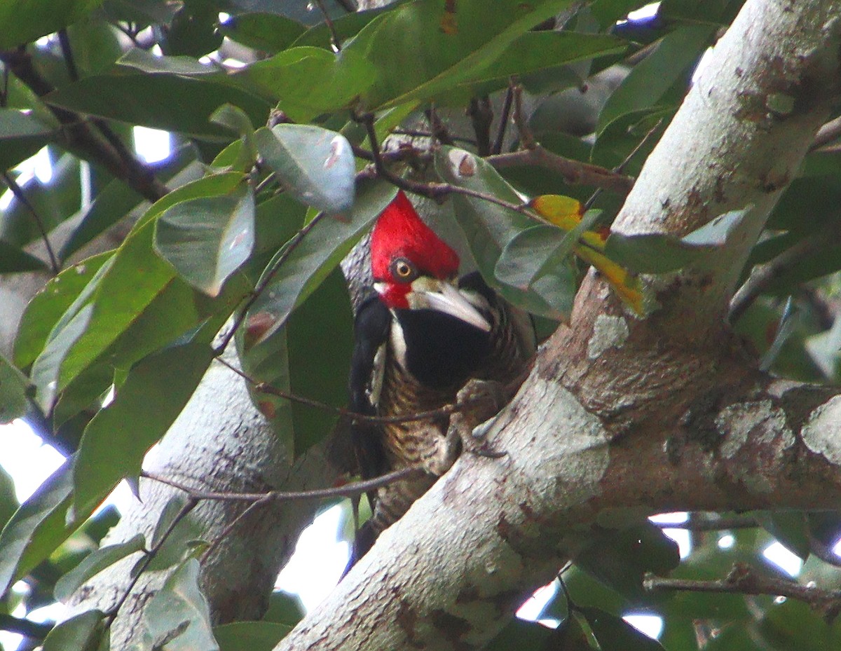 Crimson-crested Woodpecker - Wayne Paes