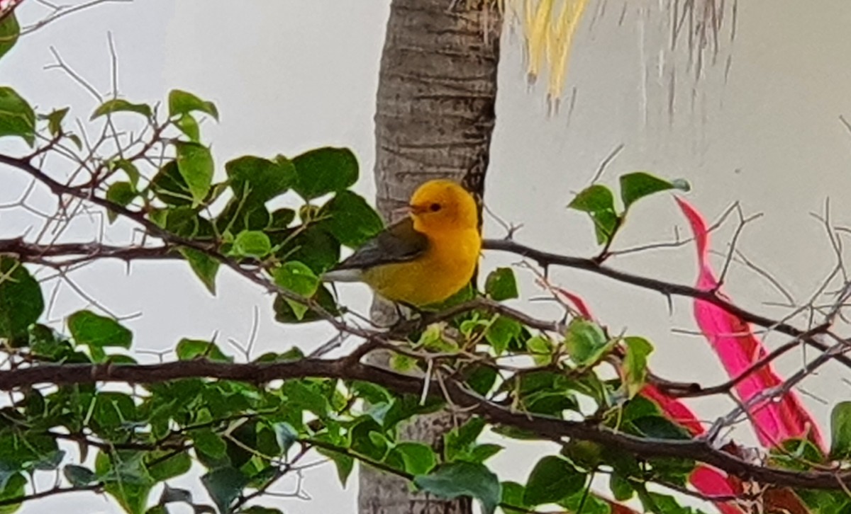 Prothonotary Warbler - ML307931681