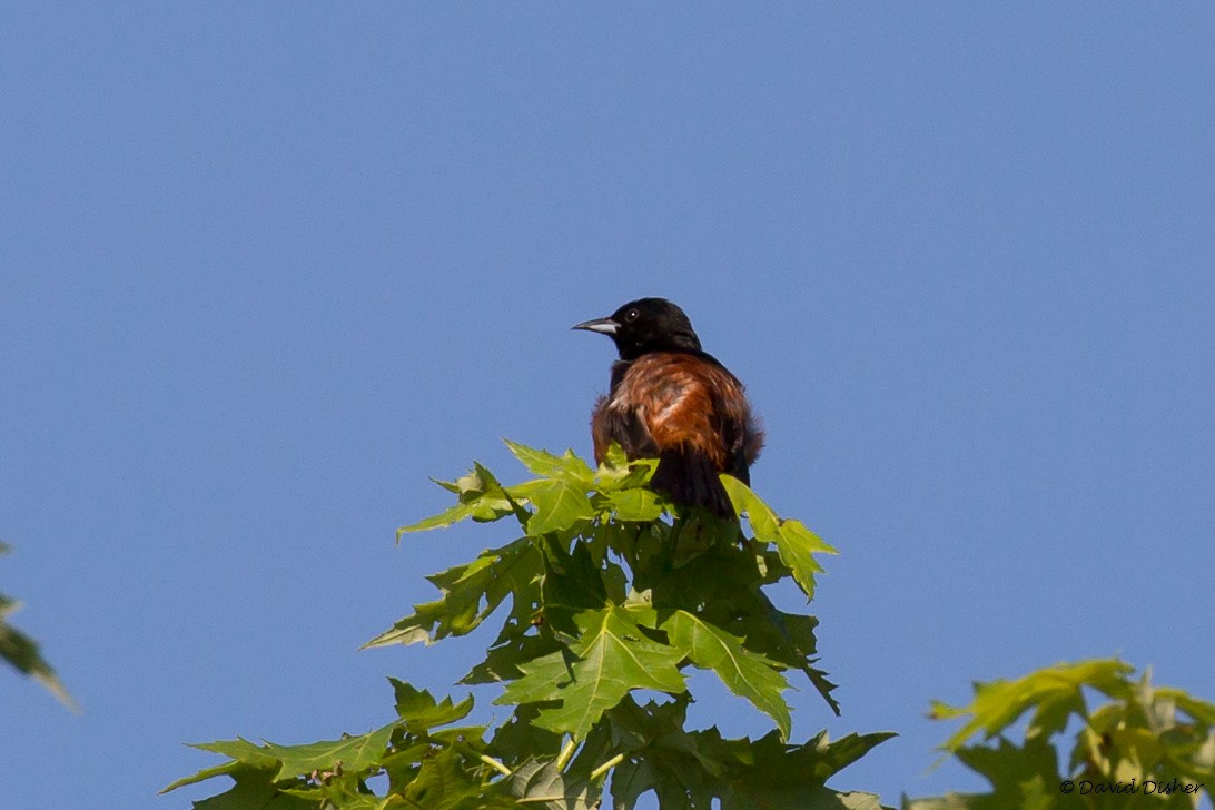 Orchard Oriole - ML30793311