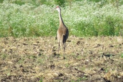 Sandhill Crane - ML30793371