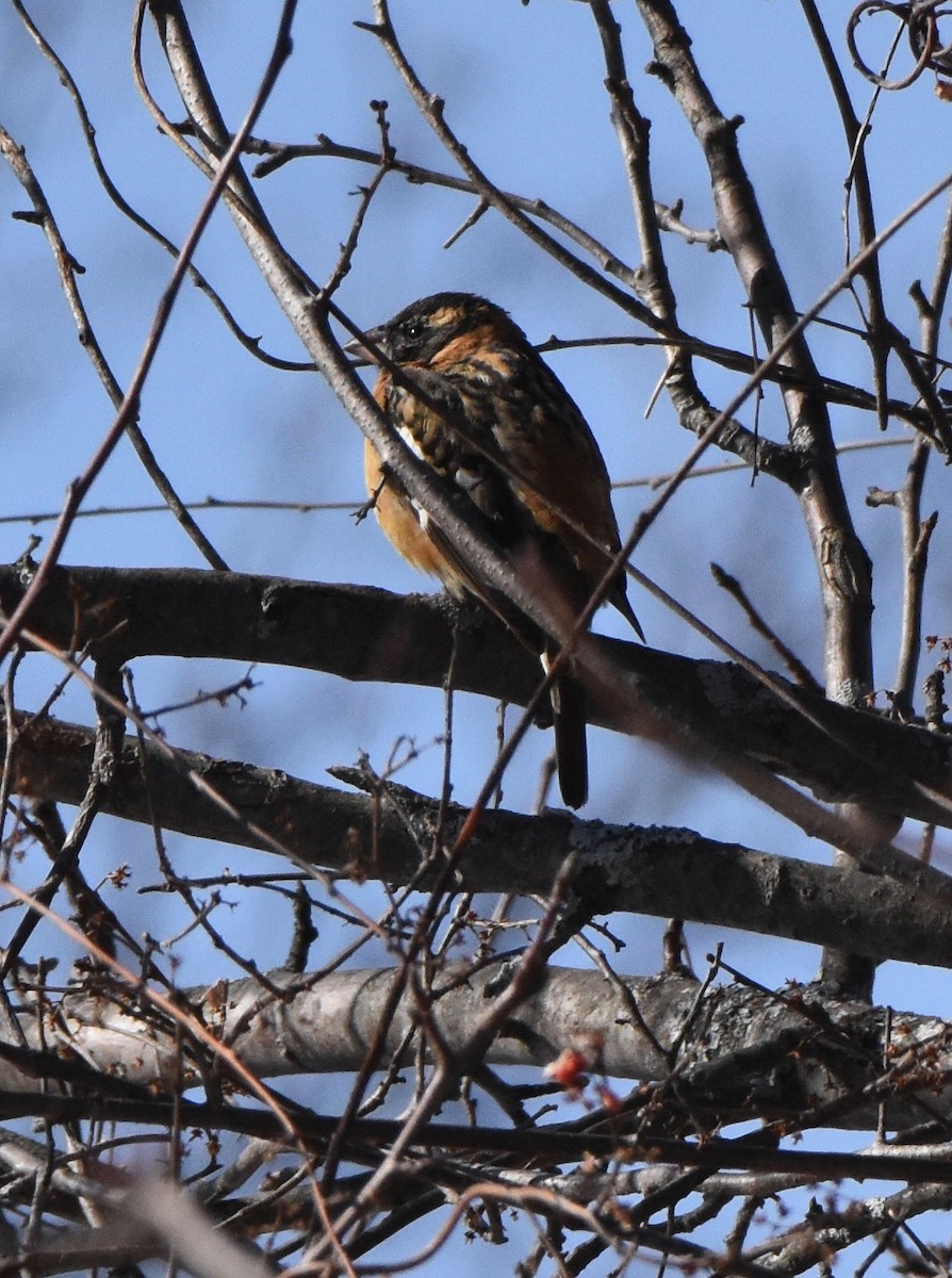 Black-headed Grosbeak - ML307934731