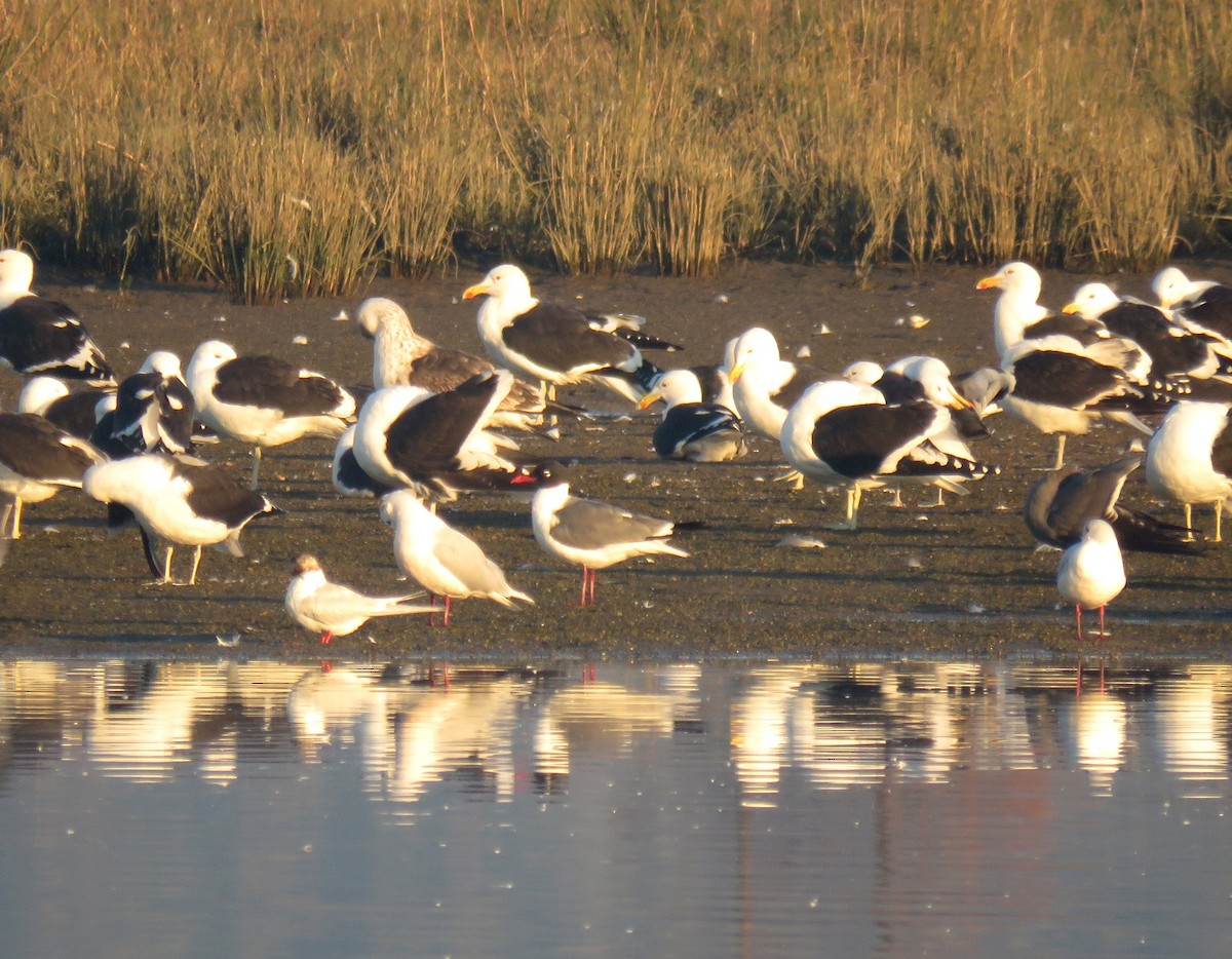 Laughing Gull - ML30793581