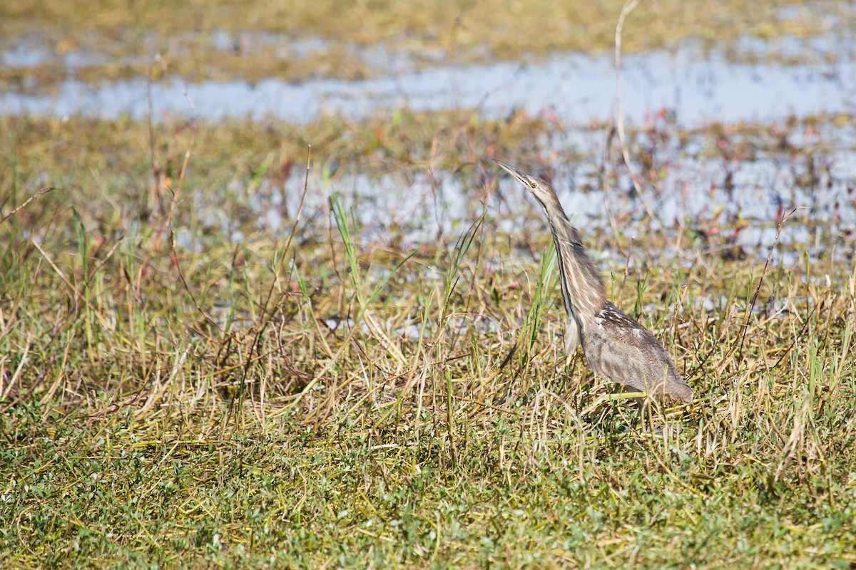 American Bittern - ML307938471