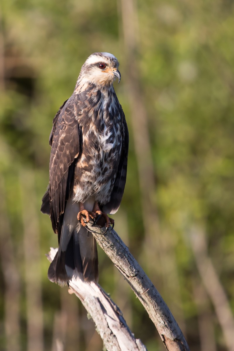 Snail Kite - ML307938571