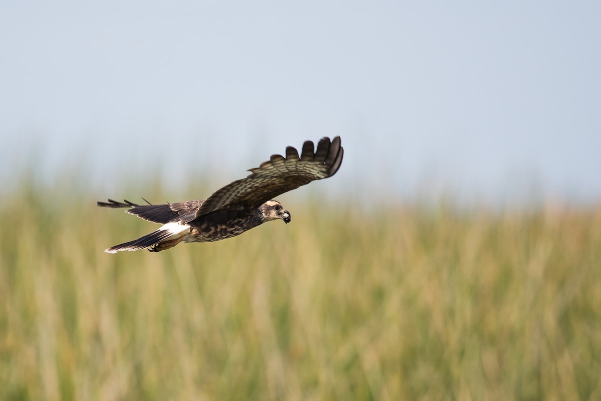 Snail Kite - ML307938581