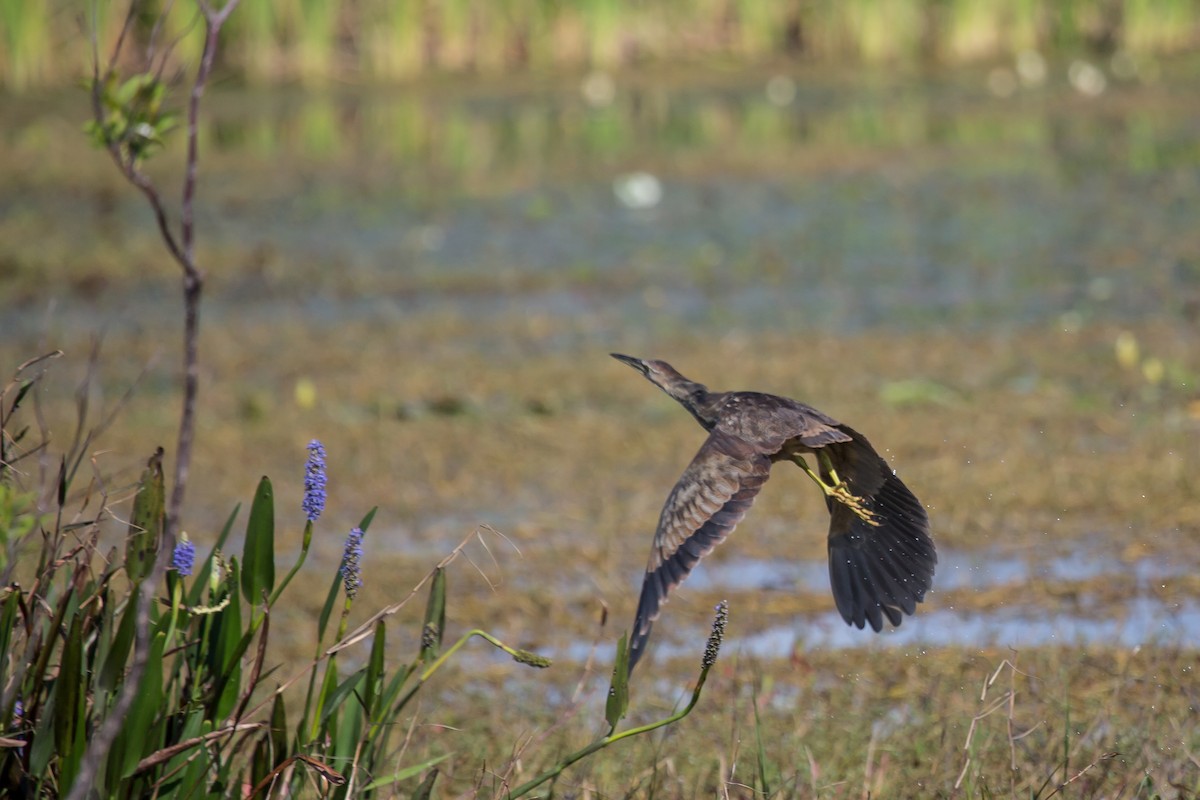 American Bittern - ML307938681