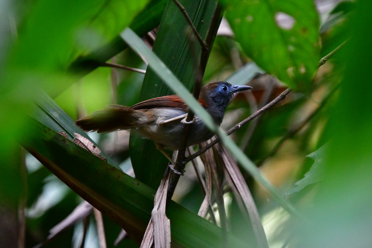 Chestnut-winged Babbler - Anonymous