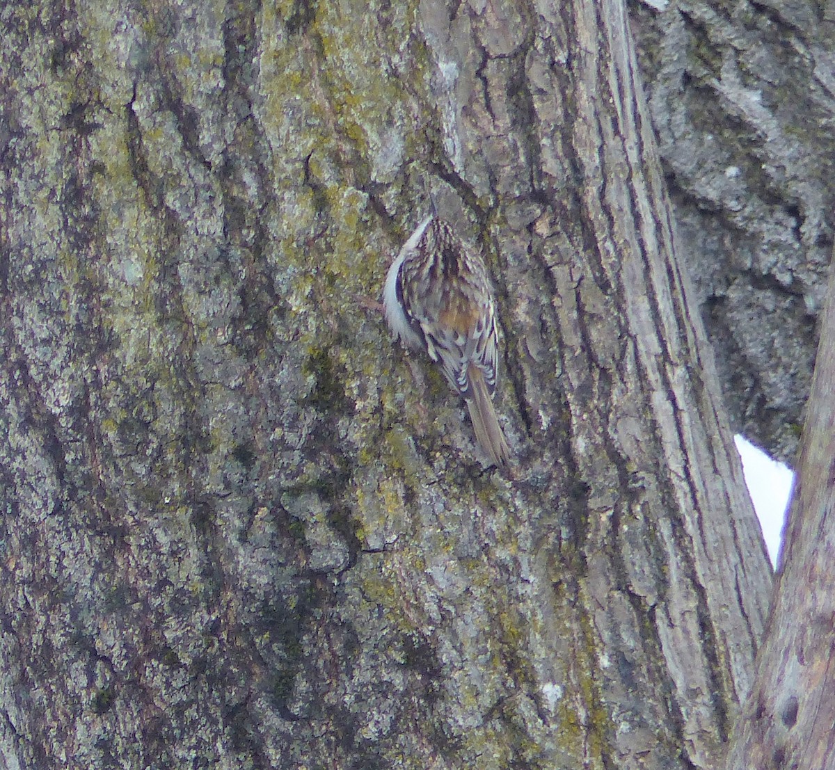 Brown Creeper - ML307938951