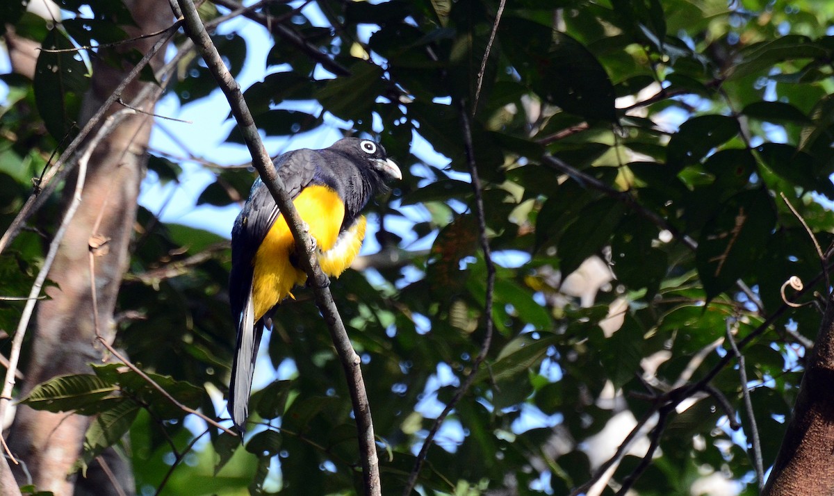 White-tailed Trogon - David M. Bell