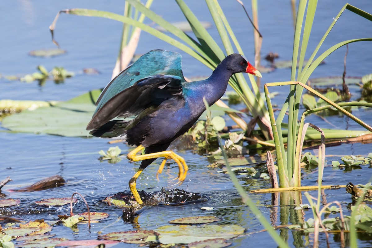 Purple Gallinule - ML307939261