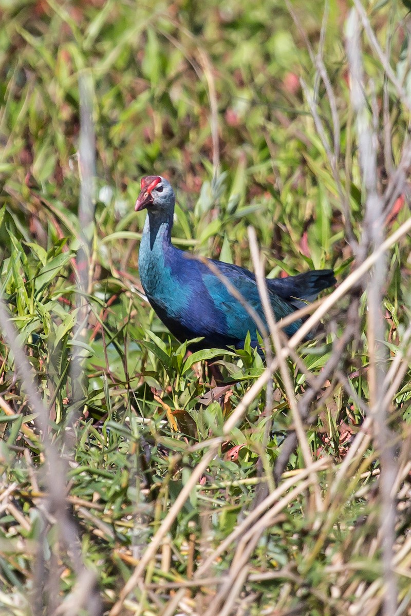 Gray-headed Swamphen - ML307939291