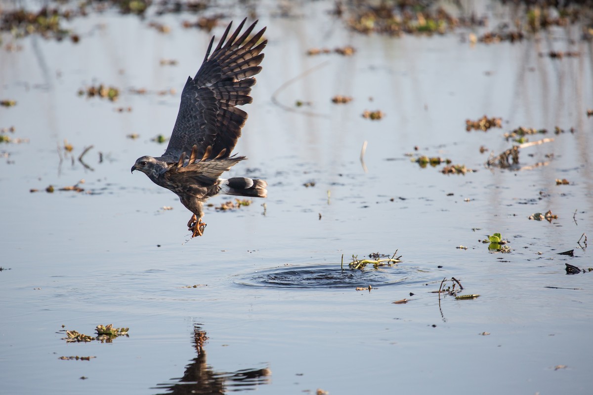 Snail Kite - Peter Hellman