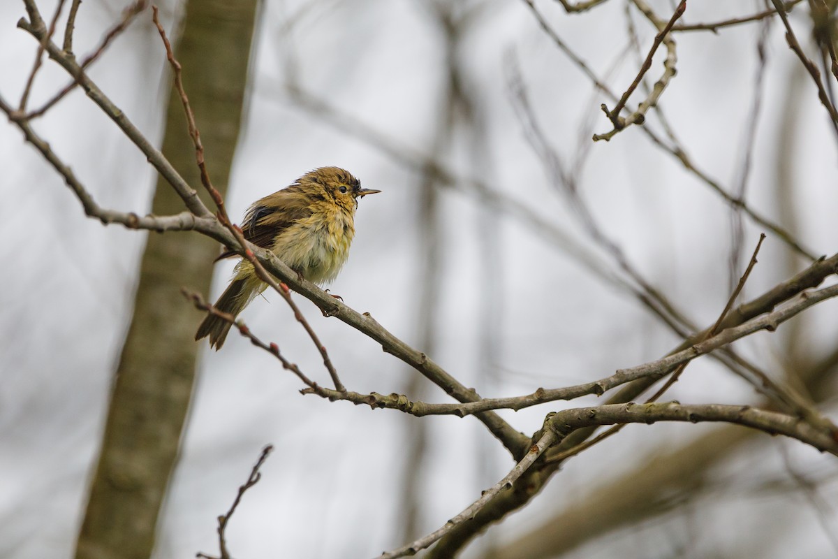 Common Chiffchaff - José Rodrigues