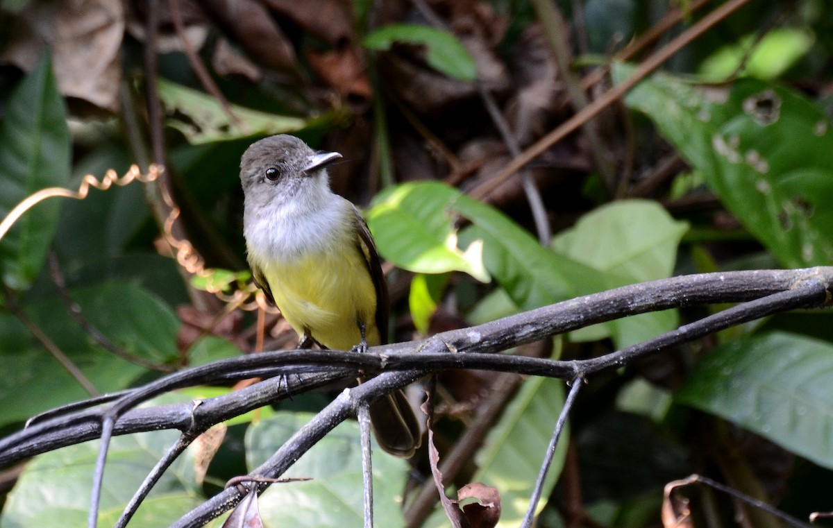 Dusky-capped Flycatcher - ML30794031