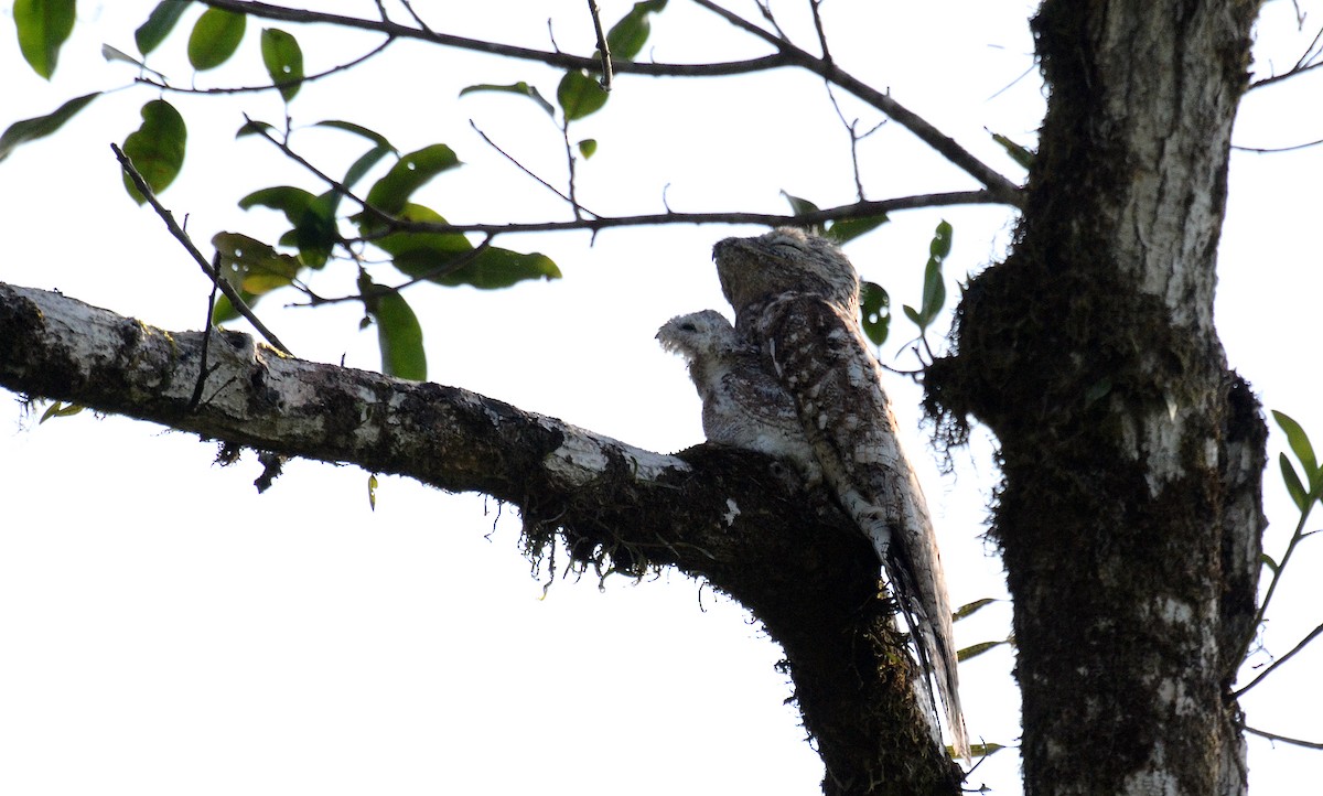 Great Potoo - ML30794111