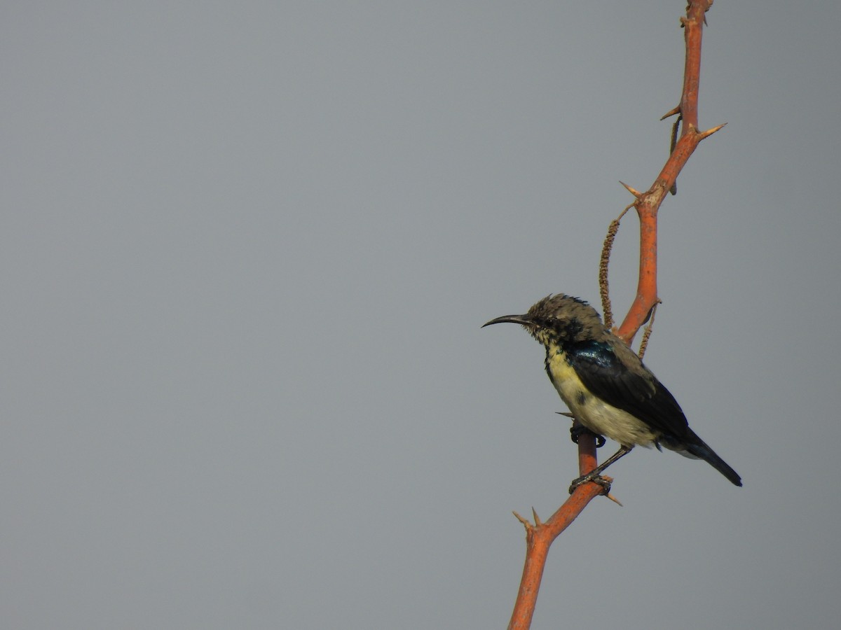 Purple Sunbird - Ramesh Desai