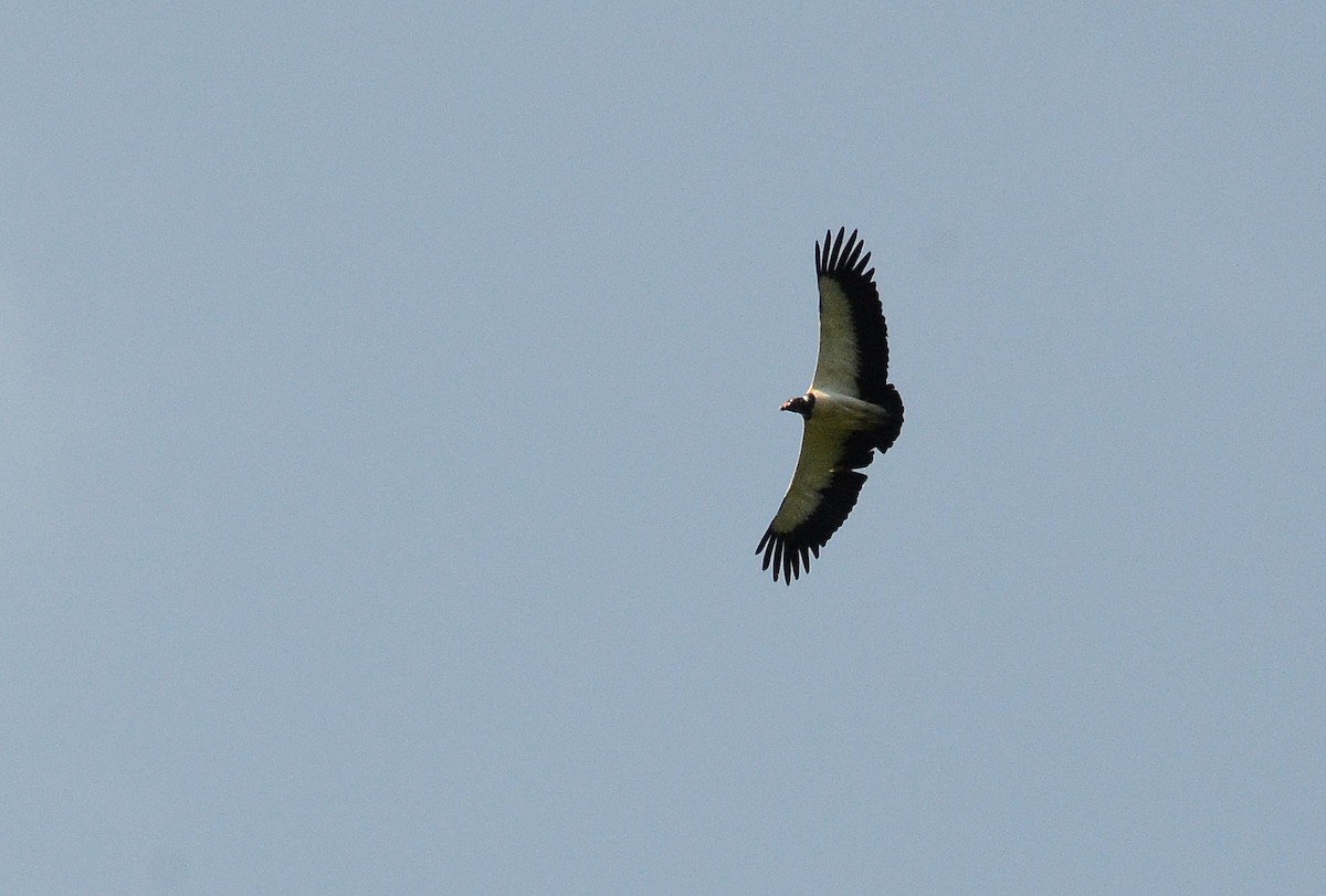 King Vulture - ML30794141