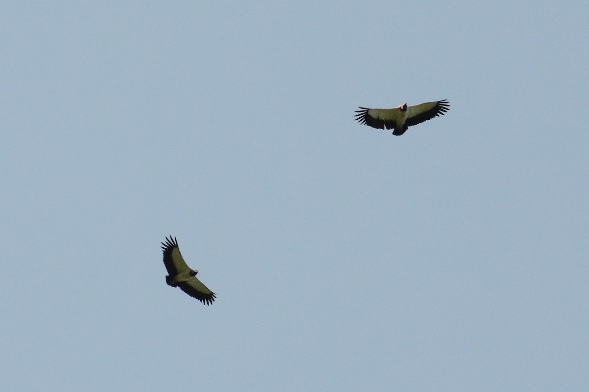 King Vulture - ML30794171